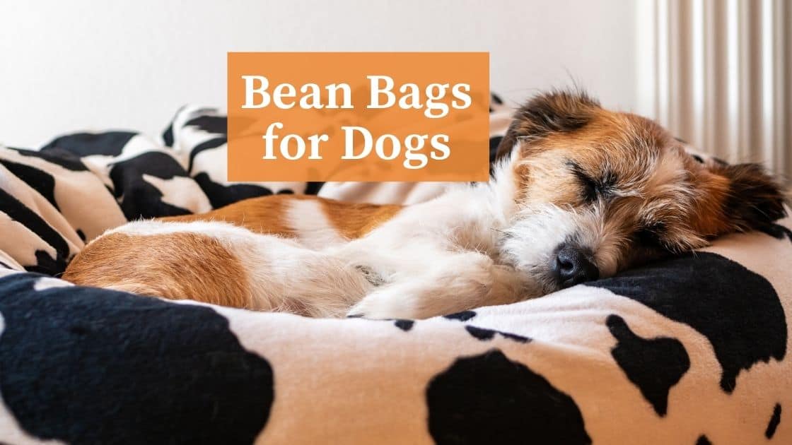 bean bags for dogs