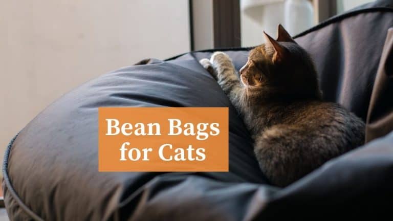 Bean Bags for Cats – Cat Owner’s Guide