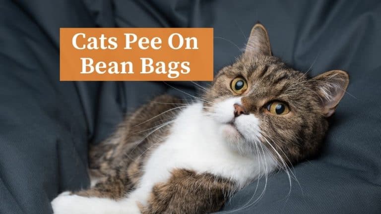 Reasons for Cats Peeing on Bean Bag Chairs And Prevention