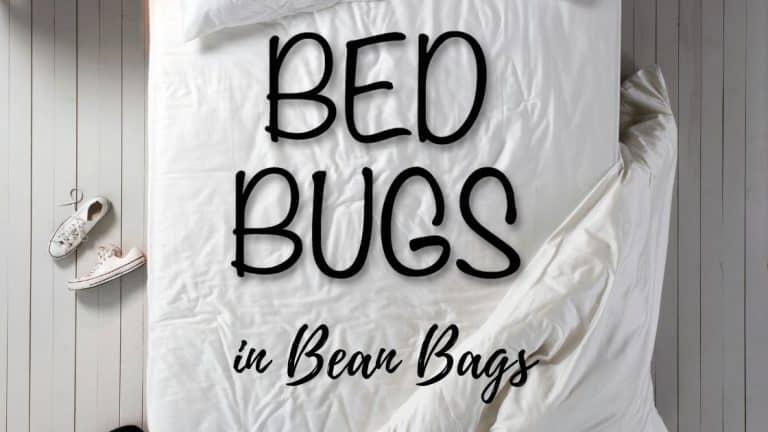 Bed Bugs in Bean Bags – Guide for Get Rid of Them