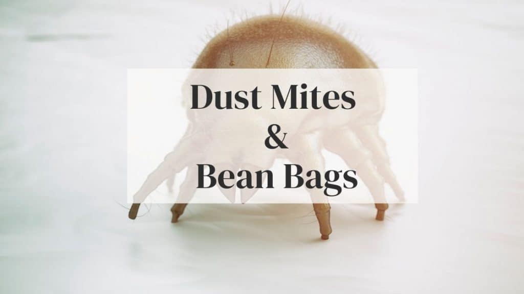 bean bags dust mites