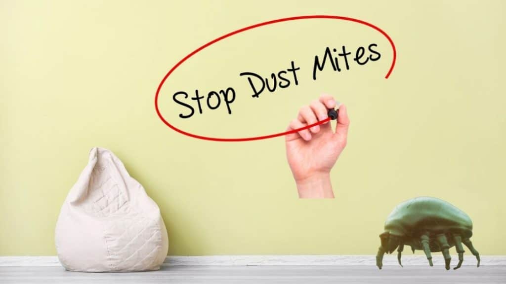 stop dust mites