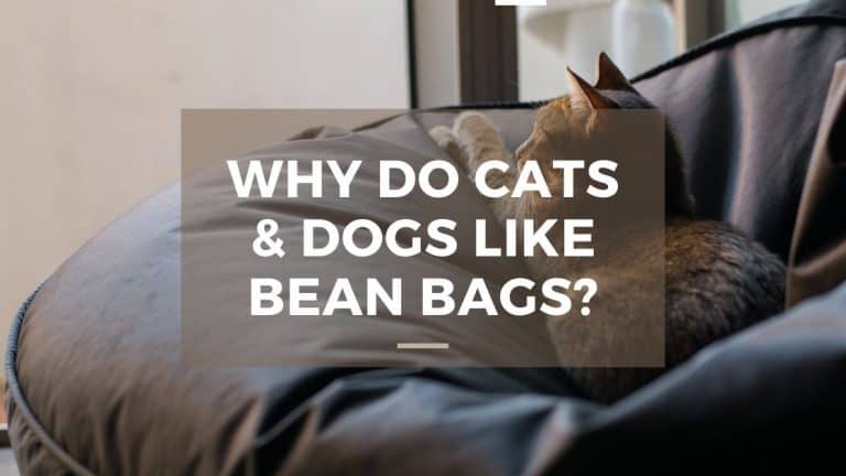 Why Do Cats and Dogs Like Bean Bags?