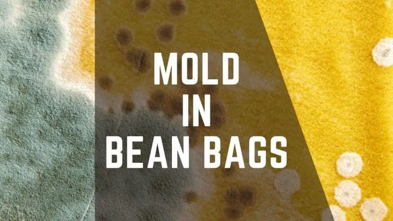 Mold in Bean Bags – Everything you Need to Know