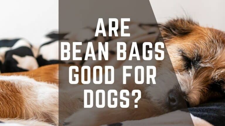 Are Bean Bags Good For Dogs? – Clear Your Doubts