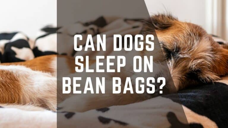 Can Dogs Sleep On Bean Bags? – Explained Answer