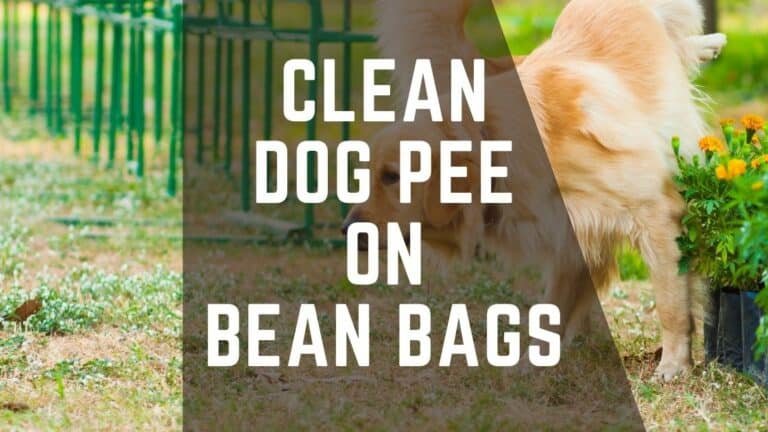 How To Clean Dog Pee on Bean Bags? – Dog Peed On Bean Bag