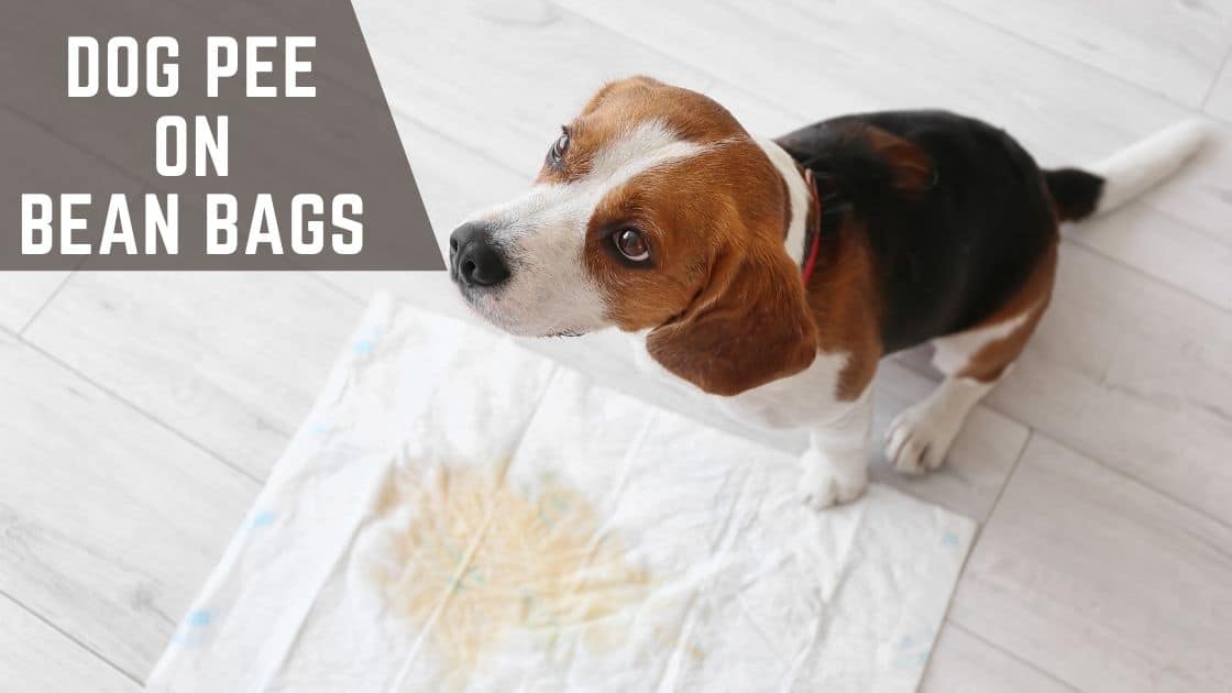 How To Clean Dog Pee on Bean Bags? Dog Peed On Bean Bag Bean Bags