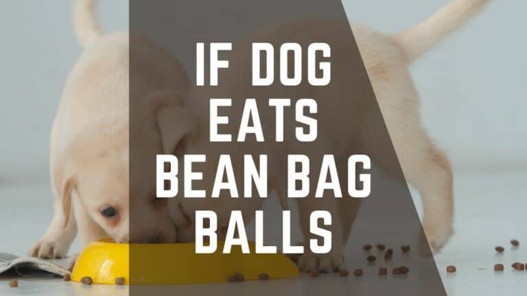The Hidden Danger: What Happens When Dogs Ingest Bean Bag Balls?