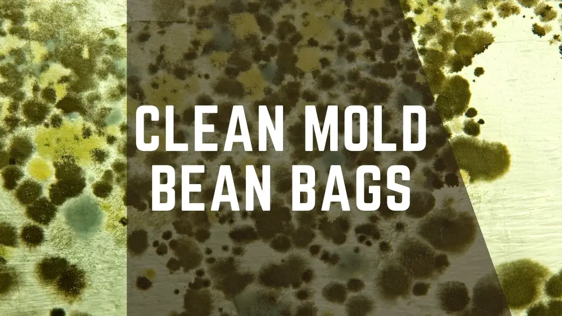 clean mold bean bags